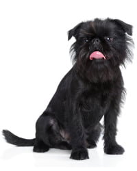 Affenpinscher Logo