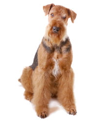 Airedale Terrier Logo