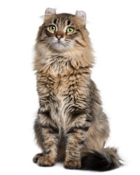 American Curl Logo