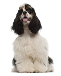 Amerikanischer Cocker Spaniel Logo