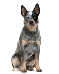 Australian Cattle Dog Logo