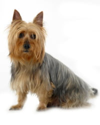 Australian Silky Terrier Logo