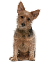 Australian Terrier Logo