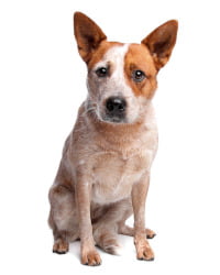 Australischer Treibhund Logo