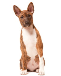 Basenji Logo