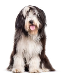 Bearded Collie Logo