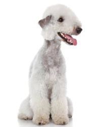 Bedlington Terrier Logo