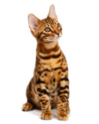 Bengalkatze Logo