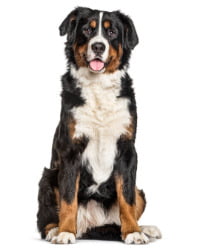 Berner Sennenhund Logo