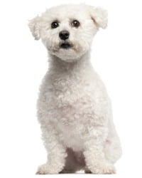 Bichon Frisé Logo