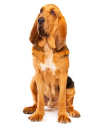 Bloodhound Logo