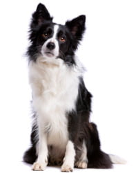 Border Collie Logo