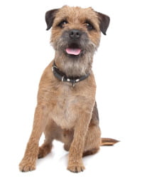 Border Terrier Logo