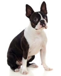 Boston Terrier Logo