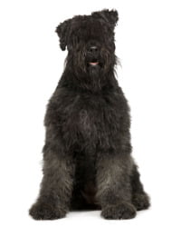 Bouvier Des Flandres Logo