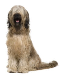 Briard (Berger de Brie) Logo