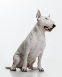 Bull Terrier Logo