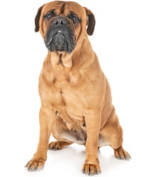 Bullmastiff Logo