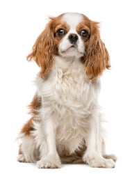 Cavalier King Charles Spaniel Logo