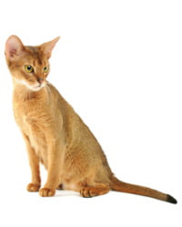 Chausie Logo