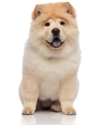 Chow Chow Logo