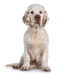 Clumber Spaniel Logo