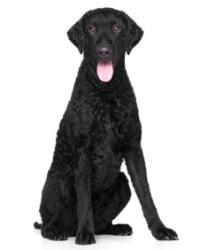 Curly Coated Retriever Logo