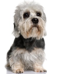 Dandie Dinmont Terrier Logo