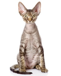 Devon Rex Logo