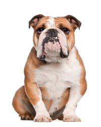 Englische Bulldogge Logo