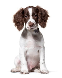 Englischer Springer Spaniel Logo