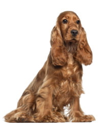 English Cocker Spaniel Logo