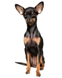 English Toy Terrier Logo