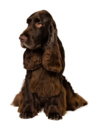 Field Spaniel Logo