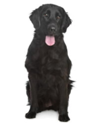 Flat Coated Retriever Logo