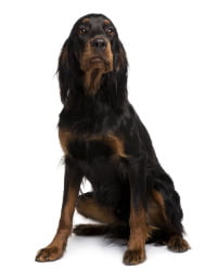 Gordon Setter Logo