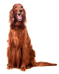 Irish Red Setter Logo