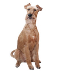 Irish Terrier Logo