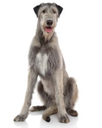 Irish Wolfhound Logo