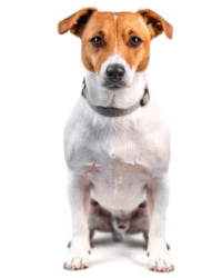 Jack Russell Terrier Logo
