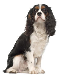 King Charles Spaniel Logo