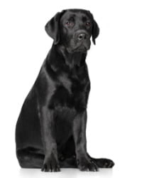 Labrador Retriever Logo