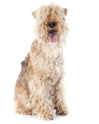 Lakeland Terrier Logo