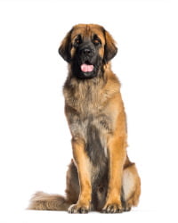 Leonberger Logo