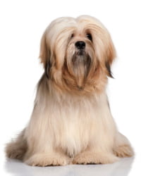 Lhasa Apso Logo