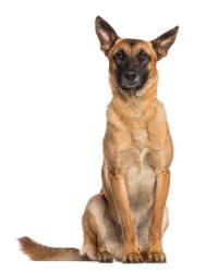 Malinois Logo