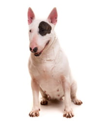 Miniature Bull Terrier Logo