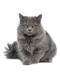 Nebelung Katze Logo