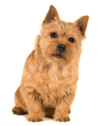 Norfolk Terrier Logo