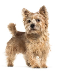 Norwich Terrier Logo